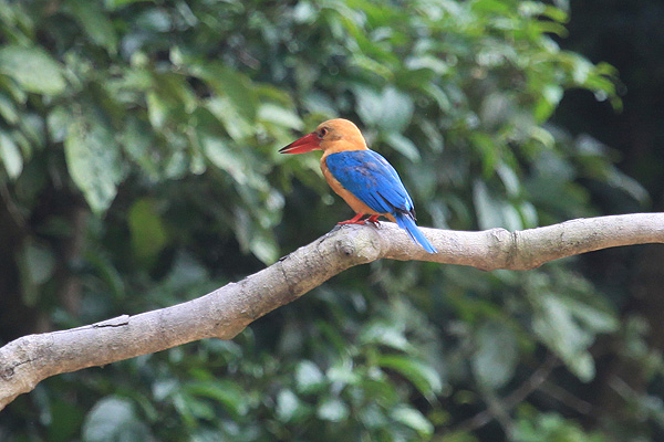 Stork-Billed Kingfisher